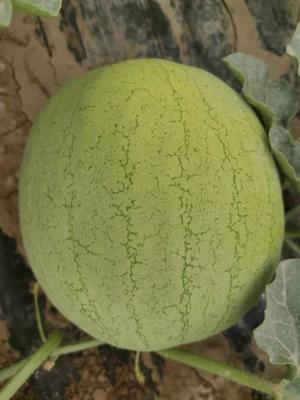 西瓜