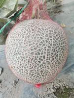 网纹瓜