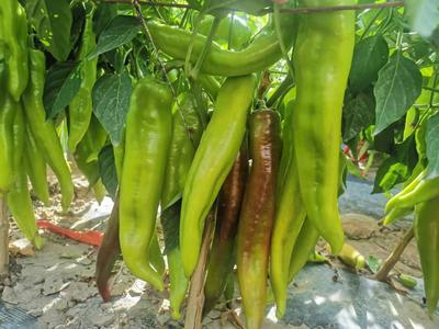 辣椒
