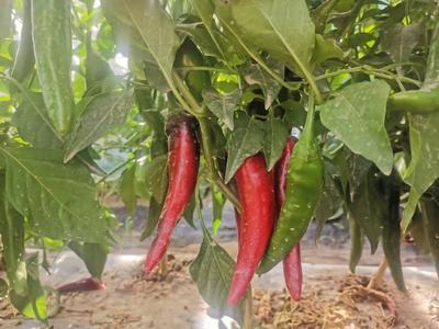 辣椒